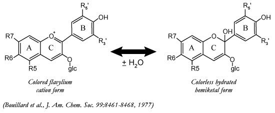 Major anthocyanins
